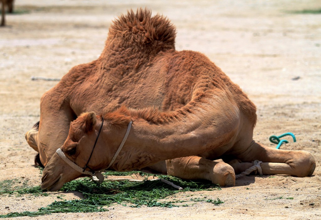 Camel gives up